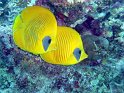030506_Shaab Samadai - Couple de poissons papillon citron - Dsc02084~